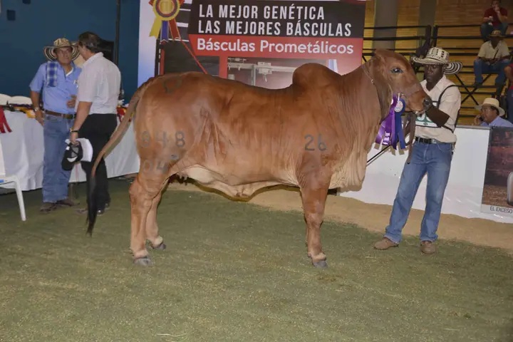 Monterrey Remedy Melissa 648/04 : Campeóna Intermedia, Agroferia Bucaramanga 2016
