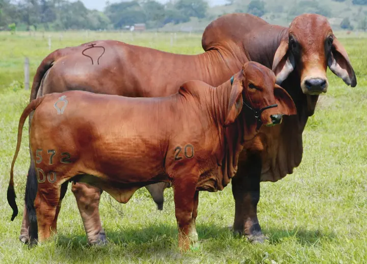 Ganado Brahman de Hacienda Monterrey — foto 27