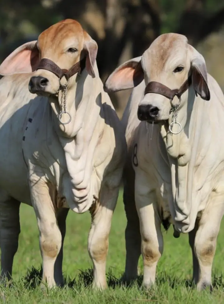 Ganado Brahman de Hacienda Monterrey — foto 17