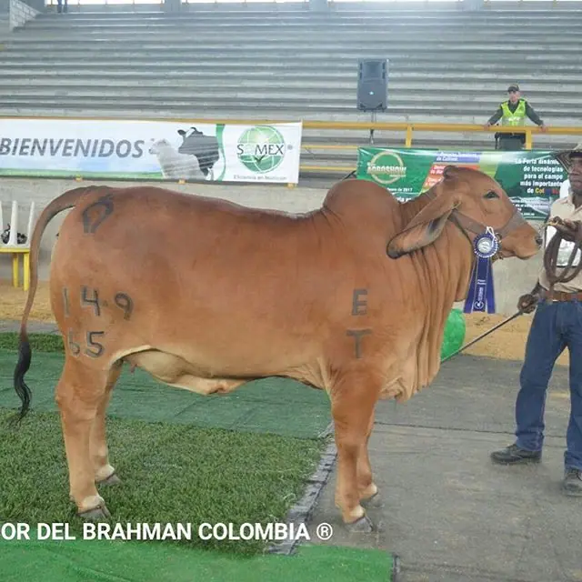 Feria La Dorada — Hacienda Monterrey, foto 7