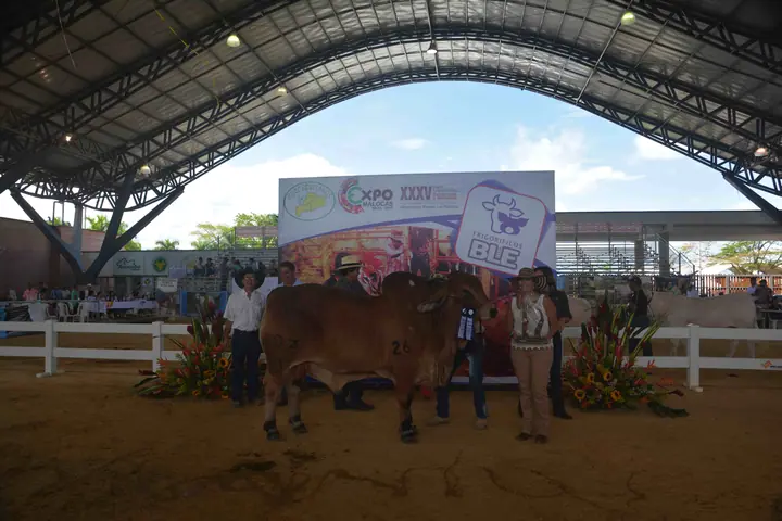 Ganado Brahman de Hacienda Monterrey — foto 44