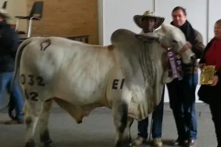 Ganado Brahman de Hacienda Monterrey — foto 4