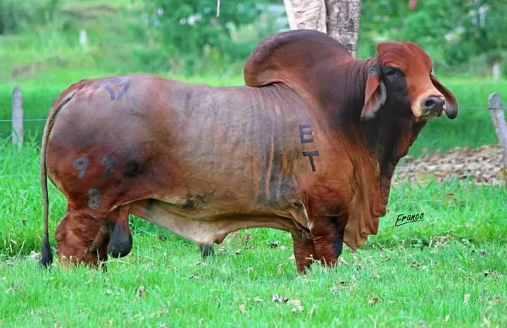 Ganado Brahman de Hacienda Monterrey — foto 57