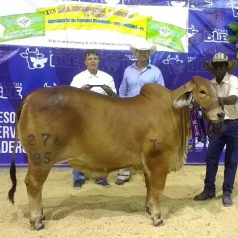 Feria La Dorada — Hacienda Monterrey, foto 11