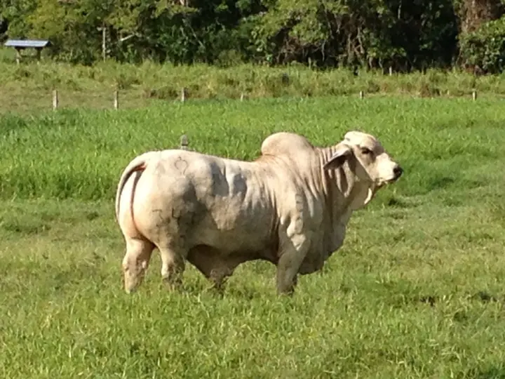 Ganado Brahman de Hacienda Monterrey — foto 9