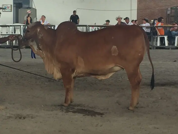 Feria Expomalocas Villavicencio 2016 — Hacienda Monterrey, foto 4