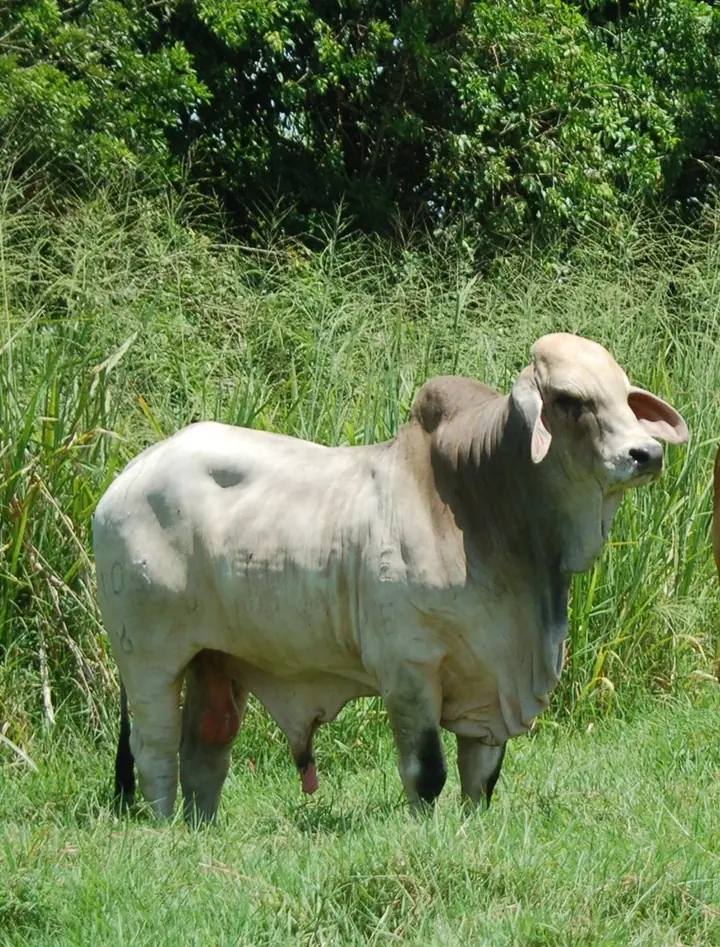 Ganado Brahman de Hacienda Monterrey — foto 10