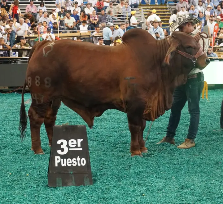 Mundial Bucaramanga (noviembre) 2018 — Hacienda Monterrey, foto 1