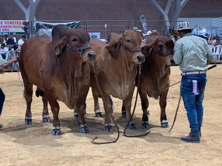 Mejor descendencia de un mismo toro, Monterrey Tanque Trueno 972/8