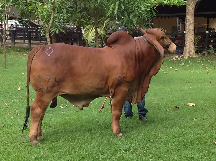 Ganado Brahman de Hacienda Monterrey — foto 32