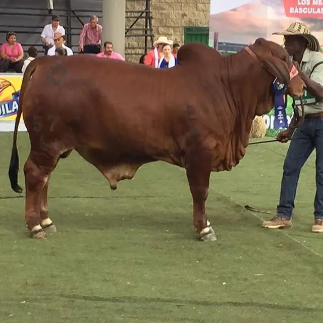 Monterrey Maximiliano 577-66, Primer Puesto en su Competencia. Monterrey Rojo Puro