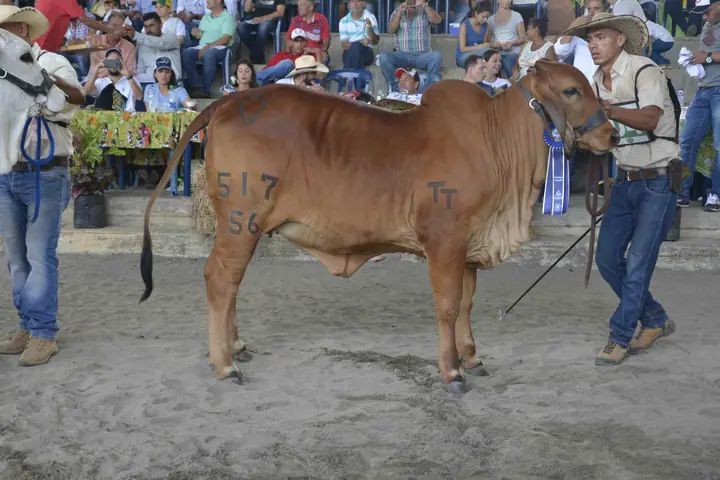Feria Puerto Berrío (mayo) 2017 — Hacienda Monterrey, foto 13