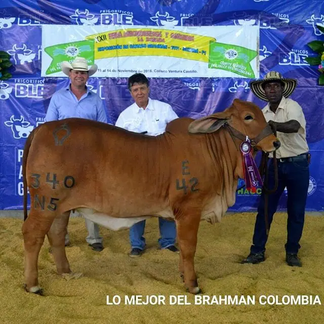 Feria La Dorada — Hacienda Monterrey, foto 12