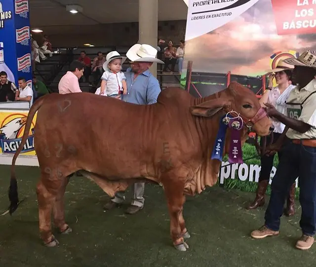 Monterrey Magnetic Titan 679-96, Campeón Menor. Monterrey Rojo Puro