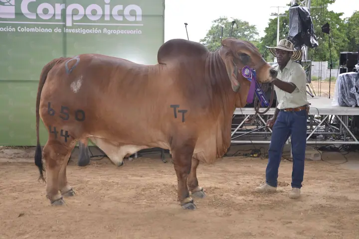Feria Valledupar 2016 — Hacienda Monterrey, foto 6
