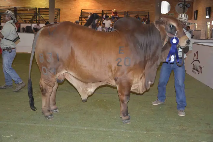 Monterrey Designer Leo 831_04: Primer puesto 18 a 20 meses, Agroferia Bucaramanga 2016