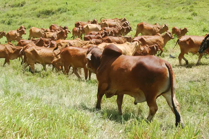 Ganado Brahman de Hacienda Monterrey — foto 29