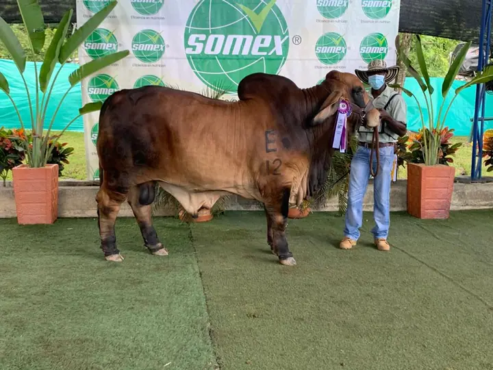 Feria de Puerto Berrío 2020 — Hacienda Monterrey, foto 2