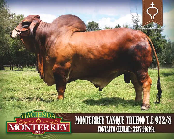 Padre Sobresaliente # 1 Brahman Rojo, 2019 Monterrey Tanque Trueno 972/8 Semen Disponible