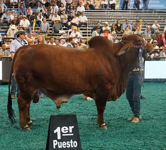 Mundial Bucaramanga (noviembre) 2018 — Hacienda Monterrey, foto 10
