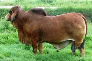 La Mazorca Singin Arauto 457/0 — toro Brahman de Hacienda Monterrey