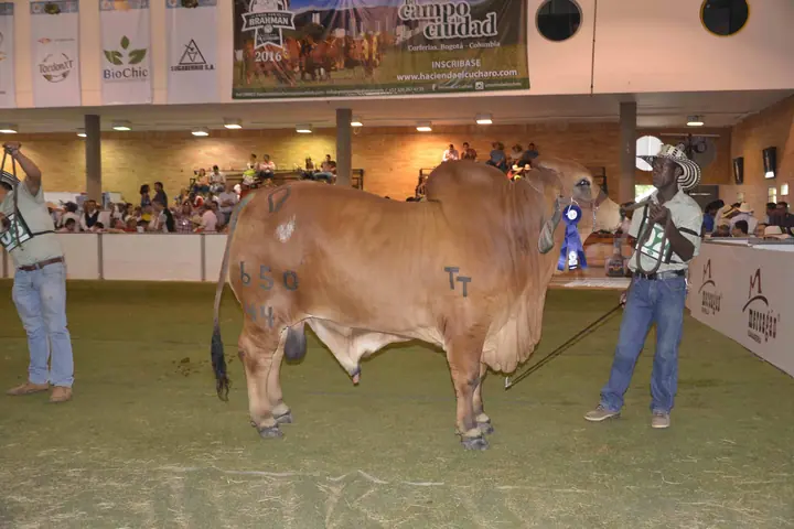 Monterrey Trueno Monarca: Gran Campeón, Agroferia Bucaramanga 2016