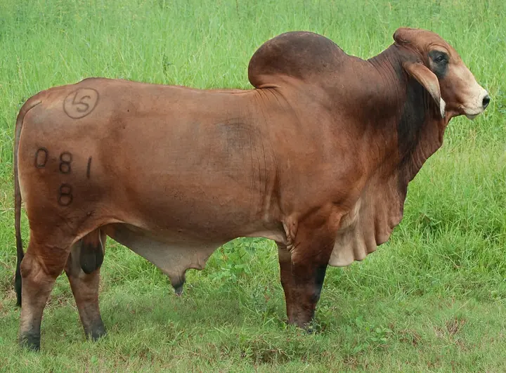 Ganado Brahman de Hacienda Monterrey — foto 34