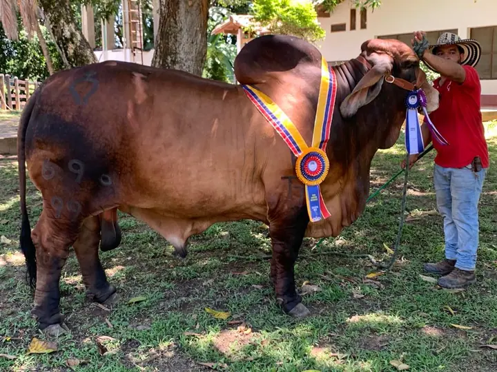 Feria Internacional de las Flores, Medellín 2022 — Hacienda Monterrey, foto 3