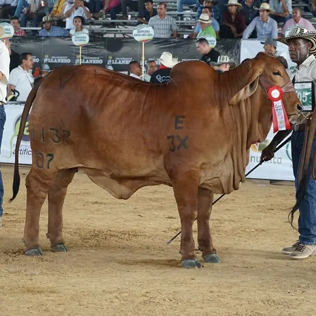 Expomalocas Villavicencio 2019 — Hacienda Monterrey, foto 4