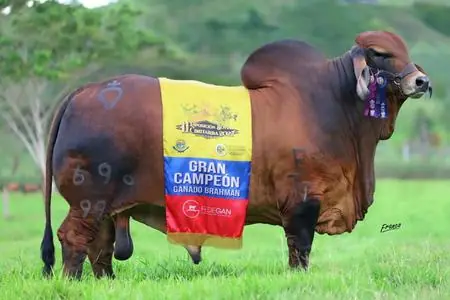 Toro Brahman rojo de Monterrey con banda de campeón
