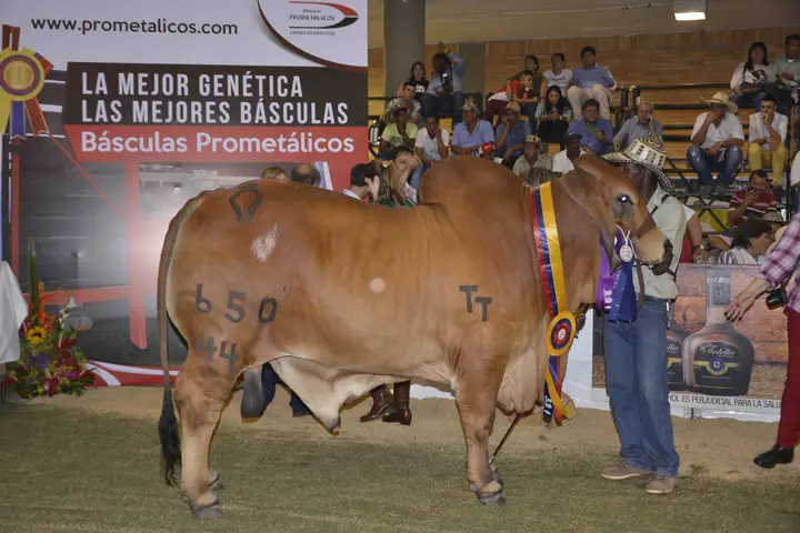 Monterrey Trueno Monarca: Gran Campeón, Agroferia Bucaramanga 2016