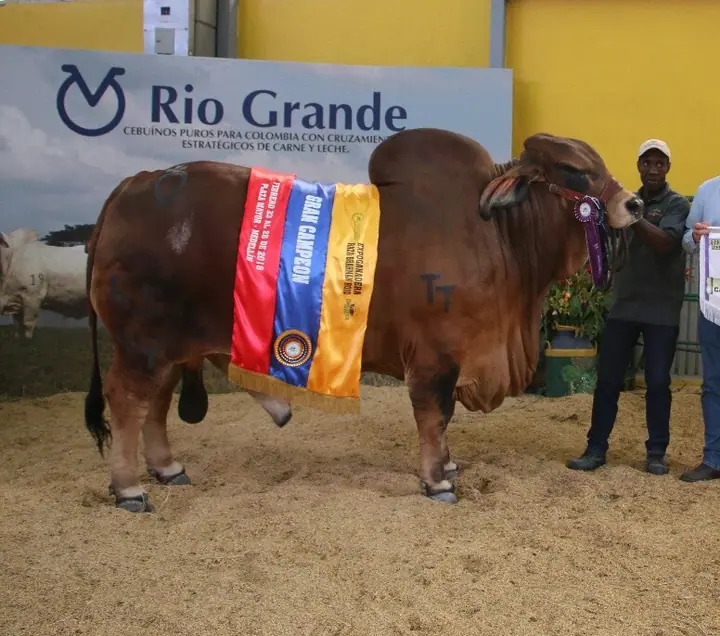 Monterrey Trueno Monarca, Gran campeón Feria Medellin 2018