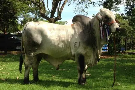 Ganado Brahman de Hacienda Monterrey — foto 3