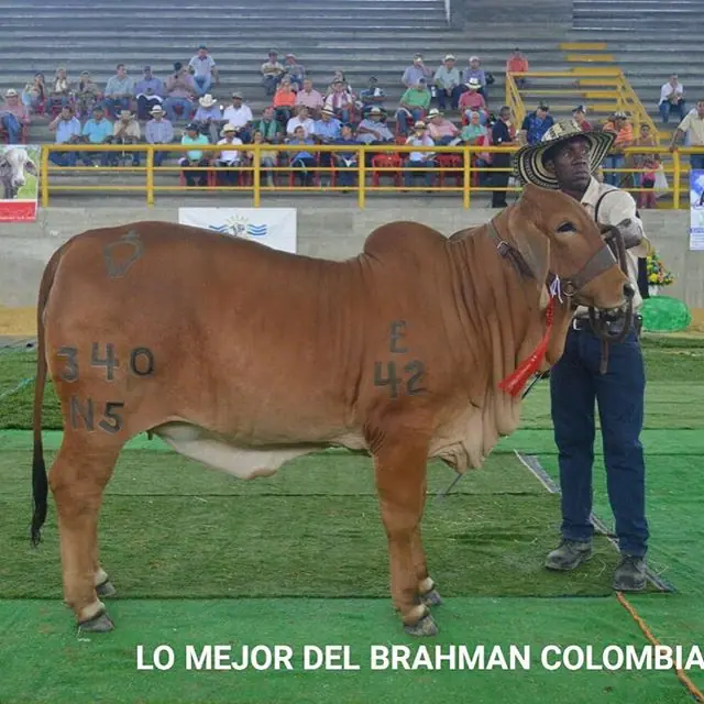 Feria La Dorada — Hacienda Monterrey, foto 10