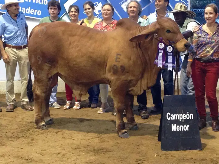 Campeon Menor, Feria Nacional Monteria 2013. Monterrey Elmo Platino 195/D2