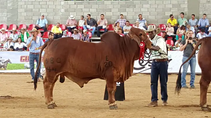 Feria Nacional Cebú Valledupar 2015 — Hacienda Monterrey, foto 5