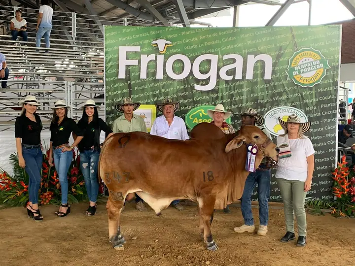 Campeón Ternero R. 347/D8 feria de ExpoMalocas Villavicencio 2020
