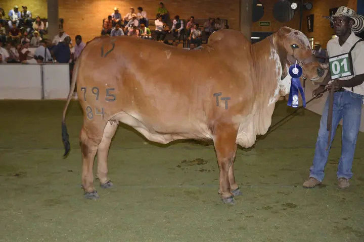 Monterrey Trueno Kimberly, Primer puesto de 20 a 22 meses, Agroferia Bucaramanga 2016