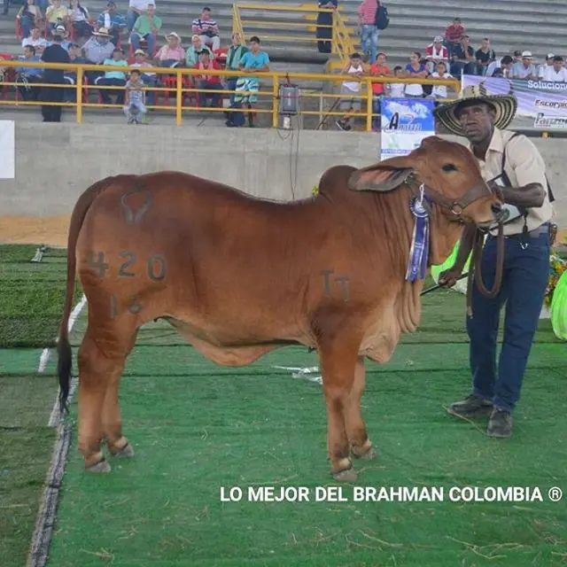 Feria La Dorada — Hacienda Monterrey, foto 5