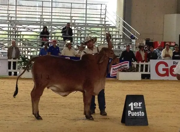 Ganado Brahman de Hacienda Monterrey — foto 25
