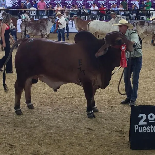 Feria Nacional Pereira 2017 — Hacienda Monterrey, foto 6