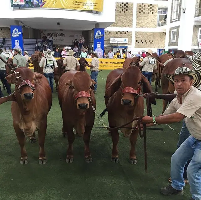 Descendencia de una misma Vaca 111-6 por FIV Monterrey Rojo Puro