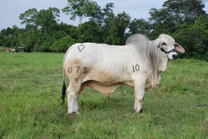 Ganado Brahman de Hacienda Monterrey — foto 7