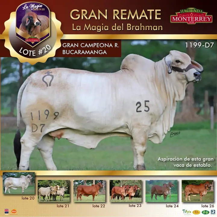 Ganado Brahman de Hacienda Monterrey — foto 18