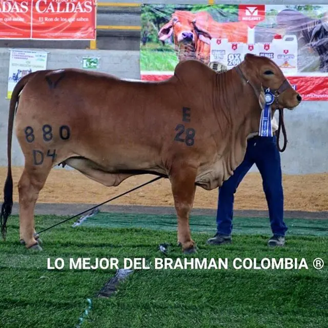 Feria La Dorada — Hacienda Monterrey, foto 16