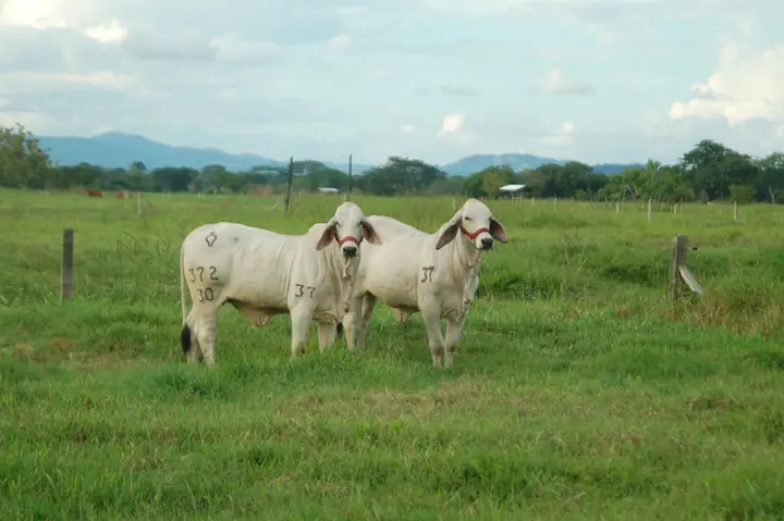 Ganado Brahman de Hacienda Monterrey — foto 8