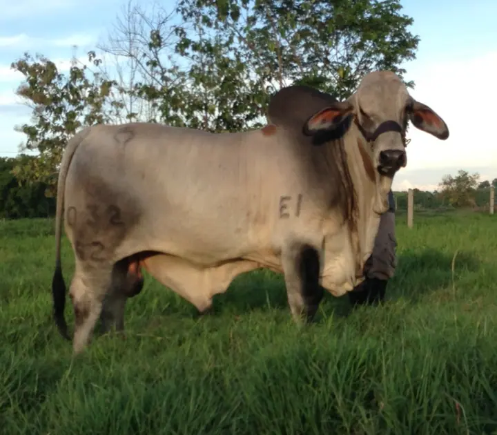 Ganado Brahman de Hacienda Monterrey — foto 14