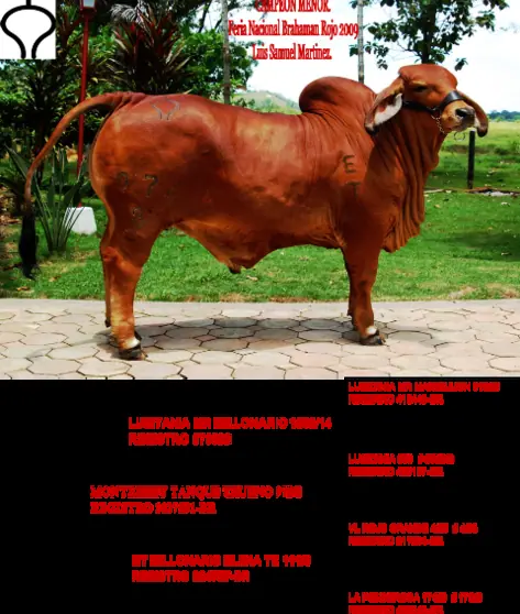 Ganado Brahman de Hacienda Monterrey — foto 6