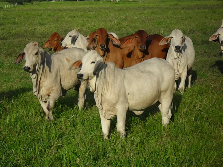 Ganado Brahman de Hacienda Monterrey — foto 12