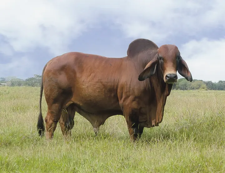 Ganado Brahman de Hacienda Monterrey — foto 35